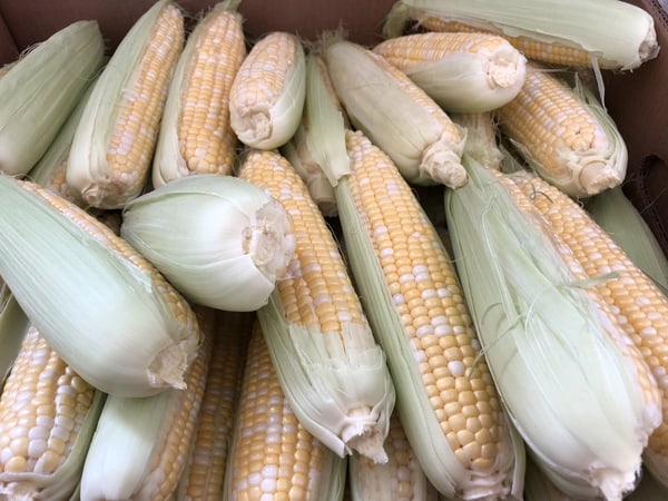 ShopRite: Fresh Corn ONLY $0.19 Each