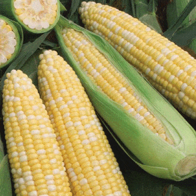 Giant: Fresh Sweet Corn