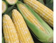 Fresh Sweet corn1